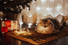Cute Beautiful Pet Gray Striped Cat Lying On A Red Blanket Under The Christmas Tree