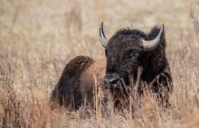 American Bison Grazing In Prairie 