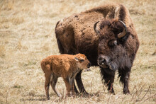 American Bison Grazing In Prairie 