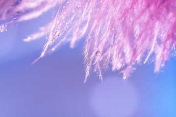 Wall Mural - delicate beautiful macro pink feather in dew drops on a blue background. abstract art image. selecti