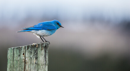 Wall Mural - western bluebird on post