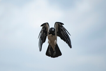 Hooded crow in flight with folded wings