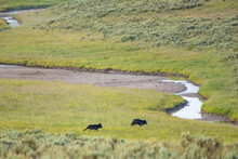 Two Black Wolves Head Toward Creek Crossing