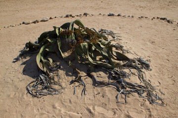 Welwitschia, tausendjährige Pflanze  in Namibia