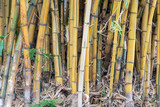 Fototapeta Dziecięca - Bamboo trees in Jardim Municipal de Funchal, Madeira