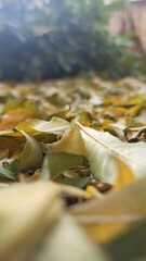 Canvas Print - autumn leaves on the ground