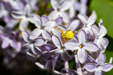 Yellow Flower Crab Spider  (Misumena Vatia) Hunting On Lilac Flowers