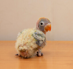 Agaporni, a baby of a parrot