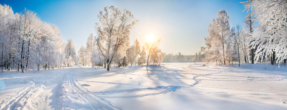 Fototapete - Beautiful winter forest on a sunny day
