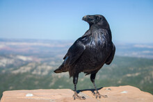 Raven Overlooking Bryce Canyon National Park