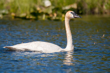 Trumpeter Swan On An Alaskan Pond