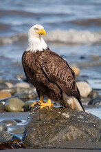 Bald Eagle On A Rock On The Edge Of The Ocean