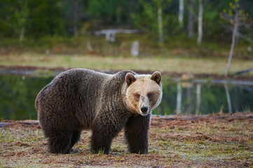 Wall Mural - wild brown bear in the finnish taiga