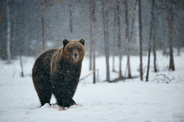 Wall Mural - brown bear in winter