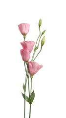 Beautiful fresh Eustoma flowers isolated on white