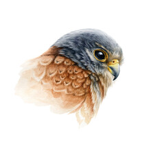 Falcon Bird Portrait Watercolor Illustration. Hand Drawn Close Up Realistic Kestrel Head Image. Wild Predator Avian Element. Europe Hawk Image. Bird Of Prey Isolated On White Background.