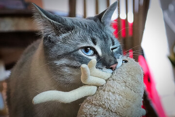 A cat carrying around its favorite toy