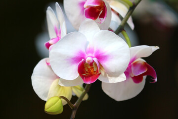 Wall Mural - white orchid flower in garden
