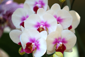 Wall Mural - white orchid flower in garden