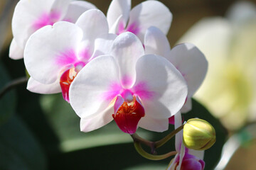 Wall Mural - white orchid flower in garden