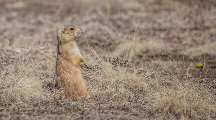 Sticker - prairie dog in badlands grassland