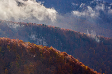 Wall Mural - Vibrant forests on mountain