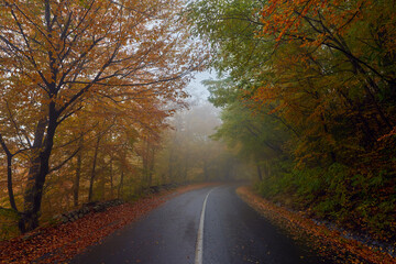 Wall Mural - Road through autumnal forest