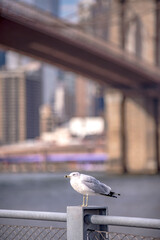 Canvas Print - lower manhattan new york city panorama