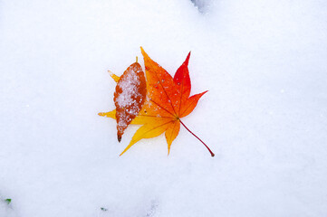 雪の上の落ち葉