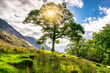 Sun rays shining through a large tree in Lake District. UK landscape