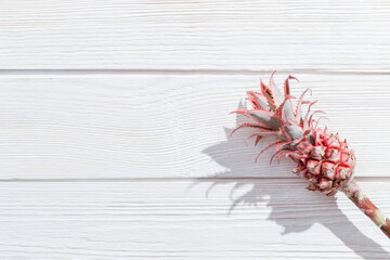 Dwarf Ornamental pink mini Pineapple flower on white wooden background. One tropical bloom per stem, view from above.