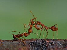 Ant Is A Small Insect Typically Having A Sting And Living In A Complex Social Colony With One Or More Breeding Queens. It Is Wingless Except For Fertile Adults, Which Form Large Mating Swarms