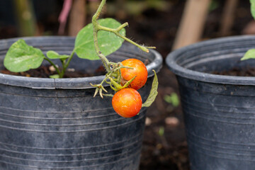 Wall Mural - Selective focus  fresh ripe yellow and orange cherry tomatoes in green background. 