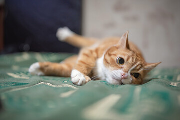 Portrait of a sly domestic cat lying on the couch.