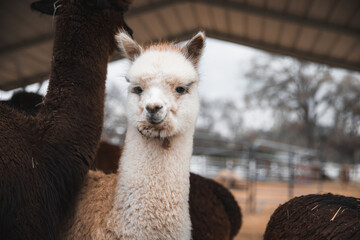 white alpaca looking at camera