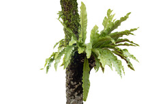 Asplenium Nidus Fern Or Bird's Nest Fern And Moss Combine On Palm Tree Isolated On White Background With Clipping Path,  Famous Plant For Decoration Indoor And Outdoor