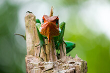 Common Green Forest Lizard On A Wooden Pole, Arrogant Animal Looking At The Camera, Orange Color Head And Green Saturated Changeable Color Skin Close Up, What Are You Looking At Attitude On The Face.