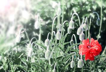 Leinwandbilder - Sunny spring background with poppy flower on flowerbed