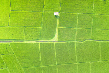 Wall Mural - land or landscape of green field in aerial view. plot of land for agricultural farm, farmland or pla
