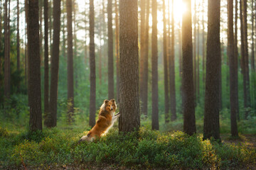 Canvas Print - red sheltie dog in the green forest. Pet on the nature. tracking, hiking, travel 