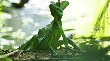 Wall Mural - Green Basilisk - Basiliscus plumifrons also called the green basilisk, the double crested basilisk, or the Jesus Christ lizard, species of lizard in the family Corytophanidae