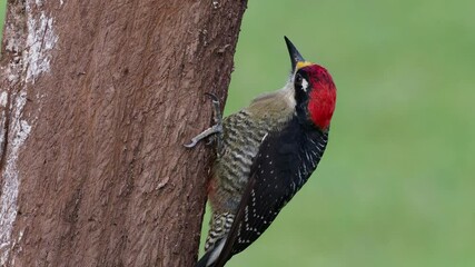 Wall Mural - Black-cheeked Woodpecker - Melanerpes pucherani resident breeding bird from southeastern Mexico south to western Ecuador. Woodpecker is making nesting hole by the pecking to the wood trunk. 