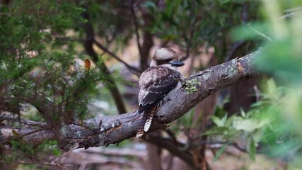 Dacelo novaeguineae - Laughing Kookaburra big kingfisher sitting on the branch in green forrest  in Tasmania, Australia