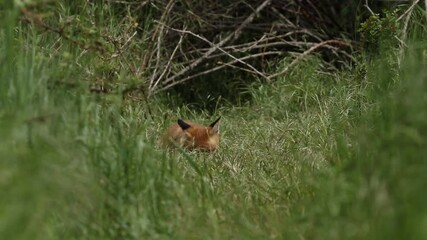 Wall Mural - Cute wild Red Fox Cubs, Vulpes vulpes, feeding in the long grass at the entrance to their den. A few scuffles and play fighting breaks out.