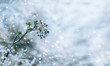 © Marinesea - Beautiful winter background of grass and plants covered with ice after freezing rain with copy space