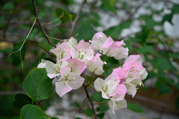 Wall Mural - White-pink flowers called bougainvillea. Also known as paper flowers because it has thin petals like writing paper. It is a popular perennial and ornamental shrub that is commonly grown in the home 
