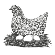 Chicken With Eggs Hand Drawn Vector Illustration Realistic Sketch