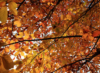 Wall Mural - autumn leaves