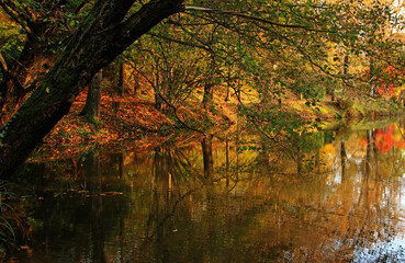 Wall Mural - autumn trees reflected in water