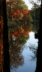 Wall Mural - autumn forest reflection